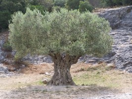 Horoscope celte olivier
